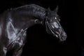 Black horse on black background Royalty Free Stock Photo