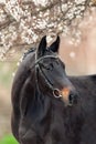 Black horse in blossom Royalty Free Stock Photo