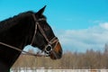 The black horse with the brown snaffle bridle is standing on the winter training arena on against the blue sky Royalty Free Stock Photo