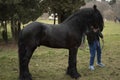 Black horse at Bulgarian church fest - St. Theodore`s day