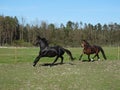 Black horse canter gallop in the field with bay horse