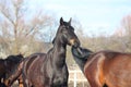 Black horse chewing brown horse tail