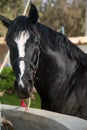 Black horse close-up, Sunny photo