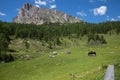 Black Horse and Cows Pasturing in Grazing Lands: Italian Green Meadows in Alps Scenery Royalty Free Stock Photo