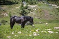 Black Horse and Cows Pasturing in Grazing Lands: Italian Green Meadows in Alps Scenery Royalty Free Stock Photo