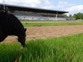 Black horse eating grass on the field on hippodrome Royalty Free Stock Photo