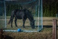 Black horse eating grass in football field goal, mowing the grass Royalty Free Stock Photo