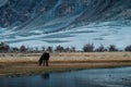 A black horse eating grass in outdoor park near by small stream with white desert and mountains background Royalty Free Stock Photo