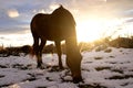 black horse eating grass among the snow at sunset Royalty Free Stock Photo
