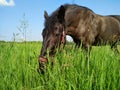 Beautiful black horse eating grass in the field, pasture