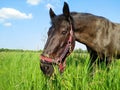 Beautiful black horse eating grass in the field, pasture