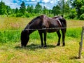 Black horse eating green grass in the pasture. Royalty Free Stock Photo