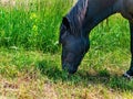 Black horse eating green grass in the pasture. Royalty Free Stock Photo