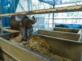 Black horse eating hay (straw, grass) in the stable. A farm animal on daytime Royalty Free Stock Photo