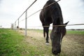 Black horse eats grass in a corral near the fence. Horses glaze on a cloudy spring day Royalty Free Stock Photo