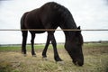 Black horse eats grass in near the fence on a cloudy spring day Royalty Free Stock Photo