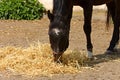 A black horse Royalty Free Stock Photo