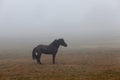 black horse Royalty Free Stock Photo