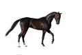 Black horse exterior Royalty Free Stock Photo