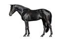 Black horse exterior Royalty Free Stock Photo