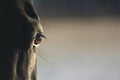 Black horse eye Royalty Free Stock Photo