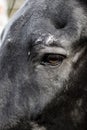 Eye of a black horse Royalty Free Stock Photo