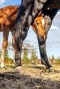 Black horse female with foal in a farm yard