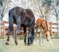 Black horse female with foal in a farm yard in spring