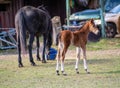 Black horse female with foal in a farm yard in spring