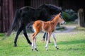 Black horse female with foal in a farm yard in spring