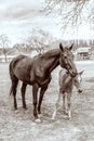 Black horse female with foal in a farm yard in spring