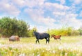 Black horse female with foal in the meadow