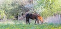 Black horse female with foal in a yard