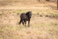 Black Horse in a Field Royalty Free Stock Photo