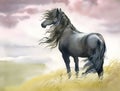 Black horse in a field