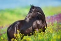 Black horse on flowers Royalty Free Stock Photo