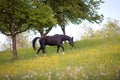 Black Horse free on meadow with lots of flowers Royalty Free Stock Photo