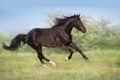 Black horse free run Royalty Free Stock Photo