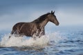 Black horse in sea Royalty Free Stock Photo