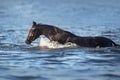 Horse swim in river Royalty Free Stock Photo
