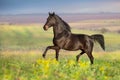 Black horse free run Royalty Free Stock Photo