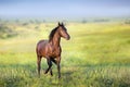 Black horse free run Royalty Free Stock Photo