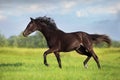 Black  horse free run gallop in meadow Royalty Free Stock Photo