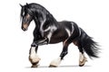 Black horse of Friesian breed isolated on white background. Generative AI Royalty Free Stock Photo