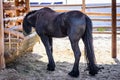 Black horse frieze Royalty Free Stock Photo