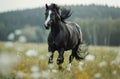A Black Horse Galloping Through a Field Royalty Free Stock Photo