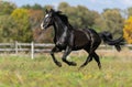 A Black Horse Galloping Through a Field Royalty Free Stock Photo