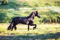 Black horse galloping in the field Royalty Free Stock Photo