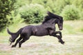 Black horse galloping in the field Royalty Free Stock Photo