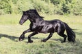 Black horse galloping in the field Royalty Free Stock Photo